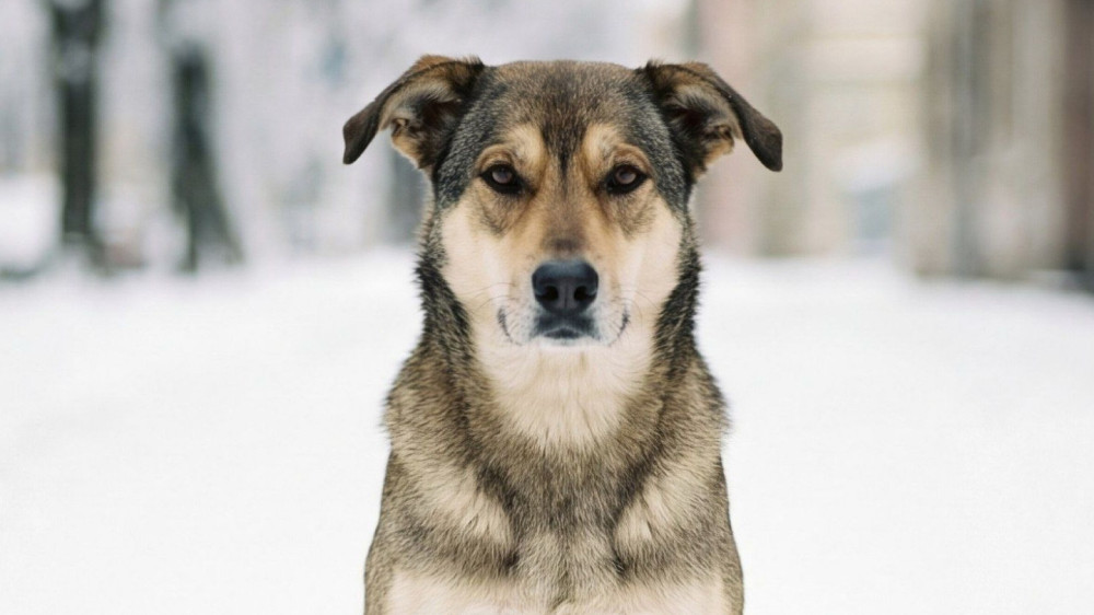 Отлов безнадзорных животных