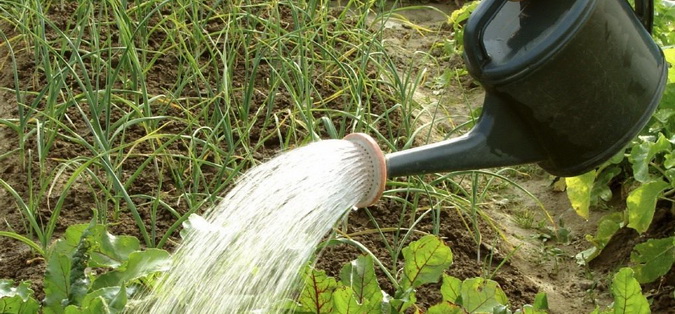 Вниманию садоводов!