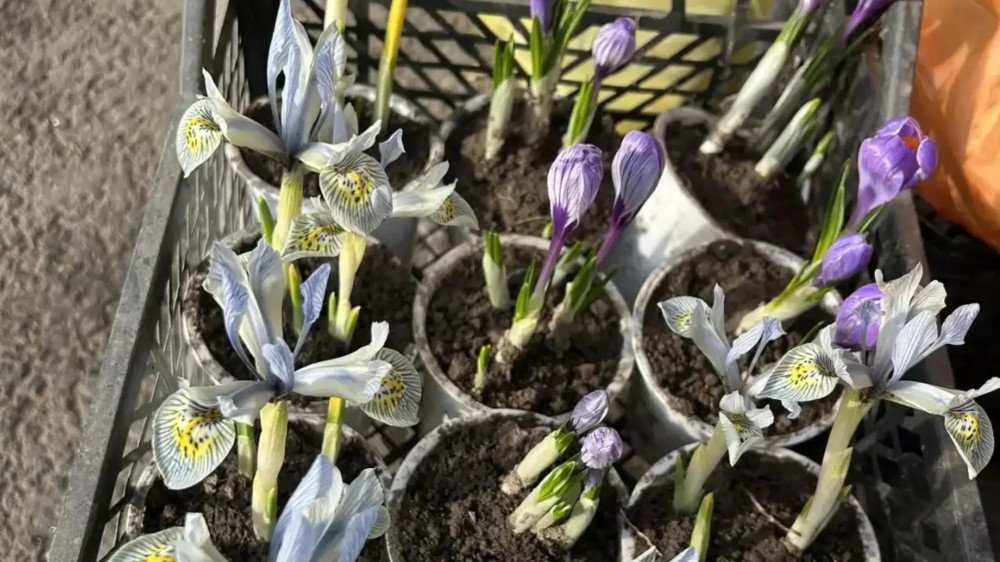 Впервые в Обнинске – весенняя садоводческая ярмарка!